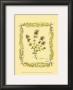 Thyme by Wendy Russell Limited Edition Print