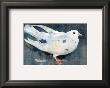 The Pigeon by J. Crawhall Limited Edition Pricing Art Print