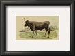 Antique Cow Iii by Julian Bien Limited Edition Pricing Art Print