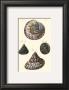 Sea Shells Ii by Denis Diderot Limited Edition Print