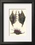 Sea Shells Viii by Denis Diderot Limited Edition Print