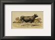 Antique Cow Vi by Julian Bien Limited Edition Pricing Art Print