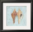 Melongina Shells by Carol Robinson Limited Edition Pricing Art Print