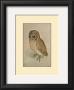 Little Owl by Albrecht Dürer Limited Edition Pricing Art Print