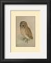 Little Owl by Albrecht Dã¼rer Limited Edition Print