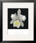 Cattleya by Harold Feinstein Limited Edition Pricing Art Print