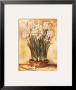 Potted Narcissus by Tina Chaden Limited Edition Pricing Art Print