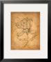 Pencil Sketch Floral Iv by Justin Coopersmith Limited Edition Print