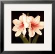 Contemporary Lily I by Gloria Eriksen Limited Edition Print