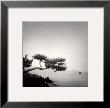 Two Branched Pine, Nakano Umi, Japan by Rolfe Horn Limited Edition Print
