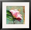 Pink Magnolia by Marion Mcconaghie Limited Edition Pricing Art Print