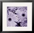 Bunch Of Flowers I by Tony Koukos Limited Edition Print