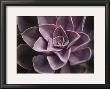 Echeveria I by Andrew Levine Limited Edition Pricing Art Print