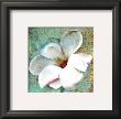 White Magnolia by Marion Mcconaghie Limited Edition Print