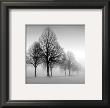 Winter Trees Iii by Ilona Wellmann Limited Edition Print