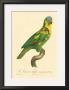 Barraband Parrot No. 89 by Jacques Barraband Limited Edition Print