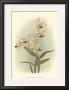 Orchid Garden I by H.G. Moon Limited Edition Print