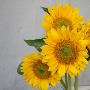 Sunflower Bouquet by Nicole Katano Limited Edition Pricing Art Print