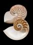 Chambered / Pearly Nautilus (Nautilus Pompilius) Shells, Indo-Pacific by Jane Burton Limited Edition Print