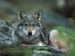 Young European Grey Wolf Resting, Norway by Asgeir Helgestad Limited Edition Print
