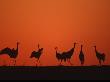 Common Crane Group Dancing Before Sunrise, Hornborga Lake, Sweden, Europe by Bernard Castelein Limited Edition Print