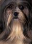 Lhasa Apso Portrait by Adriano Bacchella Limited Edition Print