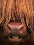 Highland Cattle, Head Close-Up, Scotland by Niall Benvie Limited Edition Pricing Art Print