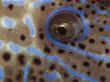Close-Up Eye Of Longtail Filefish, Indo-Pacific by Jurgen Freund Limited Edition Print