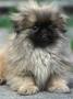 Pekingese Puppy Portrait by Adriano Bacchella Limited Edition Print