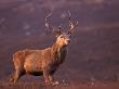 Red Deer Stag Portrait, Scotland, Inverness-Shire by Niall Benvie Limited Edition Print