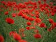 Poppy Field (Papaver Rhoeas), Germany, Europe by Jurgen Freund Limited Edition Print