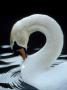 Mute Swan Male Preening, Uk by Simon King Limited Edition Print