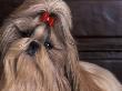 Shih Tzu Portrait With Hair Tied Up, Head Tilted To One Side by Adriano Bacchella Limited Edition Print