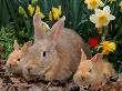 Palamino Rabbits, Mother And Babies, Amongst Daffodils by Lynn M. Stone Limited Edition Print