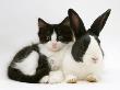 Black Dutch Rabbit With Black-And-White Kitten by Jane Burton Limited Edition Print