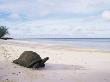 Aldabra Tortoise On Beach, Picard Island, Aldabra, Seychelles by Pete Oxford Limited Edition Print