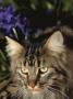 Maine Coon Domestic Cat, Usa by Lynn M. Stone Limited Edition Print