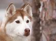 Siberian Husky Portrait, Usa by Lynn M. Stone Limited Edition Print