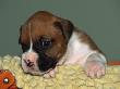 Boxer Puppy, Usa by Lynn M. Stone Limited Edition Print