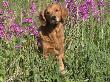 Golden Retriever Amongst Meadow Flowers, Usa by Lynn M. Stone Limited Edition Print