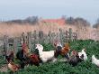 Chickens, Domestic Fowl, Rooster And Hens, Netherlands by Damschen Limited Edition Print