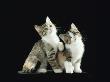 Two Domestic Cat Kittens Looking Up, Uk by Jane Burton Limited Edition Print