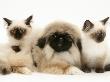 Birman-Cross Kittens With Pekingese Puppy by Jane Burton Limited Edition Print