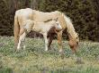 Wild Horse And Foal, Mustang, Pryor Mts, Montana, Usa by Lynn M. Stone Limited Edition Print