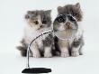 Two Domestic Cat Kittens Play With Magnifying Glass by Jane Burton Limited Edition Print