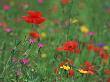 Wild Flowers, Including Poppy And Corncockle, Cultivated For Seed, Netherlands by Niall Benvie Limited Edition Print