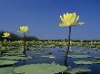 Yellow Water Lilies, In Bloom On Lake, Welder Wildlife Refuge, Sinton, Texas, Usa by Rolf Nussbaumer Limited Edition Print