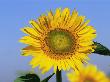 Sunflower, Illinois, Usa by Lynn M. Stone Limited Edition Print