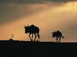 Two Wildebeest, At Sunset, Kenya by Terry Andrewartha Limited Edition Pricing Art Print