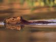 Capybara Swimming, Pantanal, Brazil by Pete Oxford Limited Edition Print